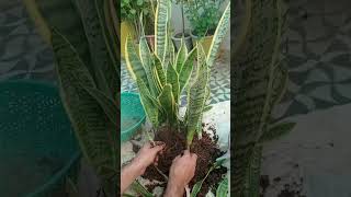 multiplying snake plant #shorts #1millionviews #trendingonshorts #share #1000subscriber