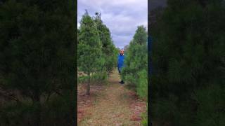 Cut your own tree at a Christmas Tree Farm, in Florida?! Ergle Christmas Tree Farm, Dade City FL