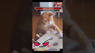 funny cat videos