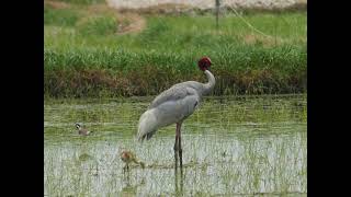 A Sarus crane pair with a precious offspring !