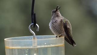 Hummingbird With Deformed Beak