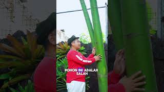 INI DIA POHON PENANGKAL PETIR DAN ULAR !!! #penangkalpetir #shorts #fyp #juraganlahan