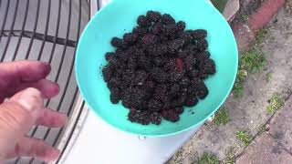 Thai Mulberry and Everbearing Mulberry-Which is better ?