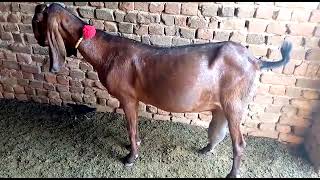 Second timer nagri beetal goat with outclass udder