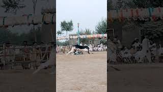 Haneef Khan Petafi sarwar wali #short video # the king of dera