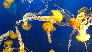 JELLYFISH  AT VANCOUVER AQUARIUM - 2018