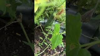 Huge #cucumbers #garden #backyardgardener #vegetablegarden #gardening #gardenerscommunity