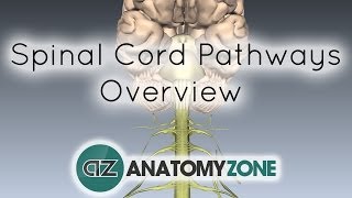 Spinal Pathways/Tracts - Part 2 - Ascending and Descending Tracts Overview - Anatomy Tutorial