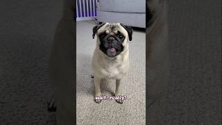 I really hope this works 🥺🤞#dog #pug #cute #funny #cat #fyp #shorts