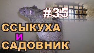 #35. Охота на КРЫС с комплексом “HWRAT-HUNTER“. Ссыкуха и Садовник