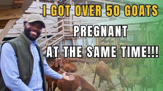 GET ALL YOUR GOATS PREGNANT AT ONCE WITH THESE PRACTICAL TIPS!