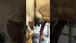 Camel machine milking