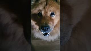 Chowchow tells you how he wants outside #pets #dogs #cute #chowchow