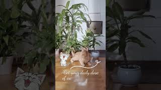 Adorable Cat Playing with Plants #youtubeshorts