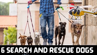 6 Search and Rescue Dog Breeds | Best Rescue Dogs