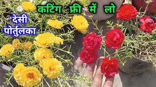 पोर्तुलका फूल नहीं दे रहा कटिंग चाहिए विन्टर मे पोर्तुलका देखभाल / Portulaca Care Tips Fertilizer