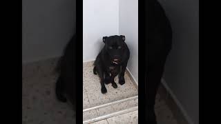 Perro que no le gusta el baño