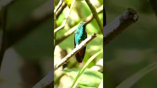 Beautiful Hummingbird in the Rainforest #hummingbird #guatemala #rainforest #photography #subscribe