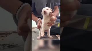 PUPPY dance #trending #shorts #puppytrending