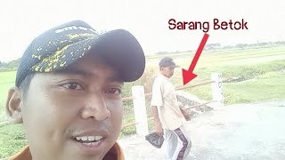 Sudah lama tidak mancing, Ikan nya pada ngamuk, hasil nya dapat babon betok satu ember