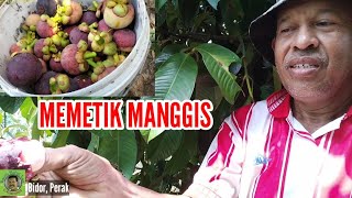 PETIK MANGGIS (Kali ke-2).