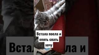 недоспола немного#кошкамуся