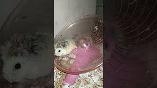 Smallest Pets Roborovski hamster. .#shortvideo (2)