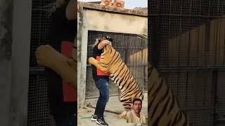 tiger attack #viral #trending #shorts