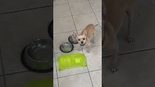 Cute Chihuahua Drinks Water