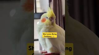 She is the best FLUFF BALL🥺😘 #shorts #cockatiel #birds #trending #viralvideo #funny#animals #pets