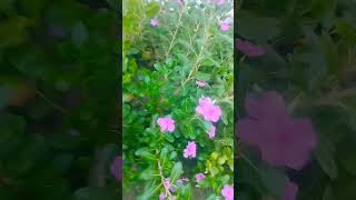 Flower #short#az vlogs