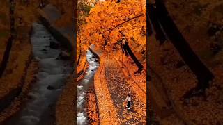 Amazing scenery for your satisfying #nature #viral #trending #shorts