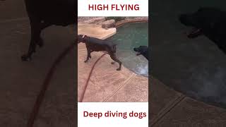 Dogs living their best lives #dogs #poolparty #doglife