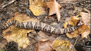 Snake Road 2024 Fall Migration in the Rain