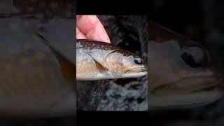 Finding TROUT on a cold Michigan Opener