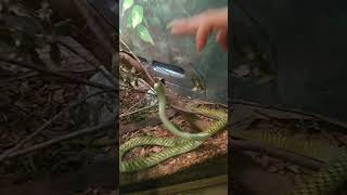 Green Mamba Snake Following Finger #snakes #reptiles #shorts #dangernoodle dangernoodle #animals