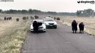 Cheeky 70-Stone Bison Uses Tourist's Car as SCRATCHING POST || Dogtooth Media