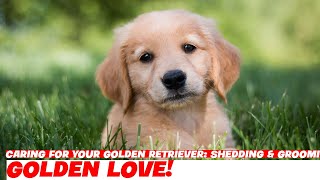 Caring for Your Golden Retriever: Shedding & Grooming Tips