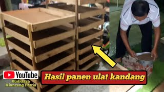 Hasil panen ulat kandang lumayan banyak