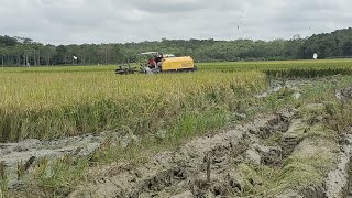 peroses panen padi dengan combine harvester