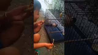 Anak berani anak Hebat #SukaBinatang #sayangbinatang #animals