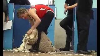 How to Shear a Sheep! Shearing Competition at The Geelong Show, 2009.