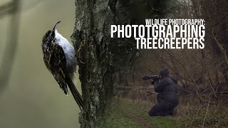 Photographing Treecreepers: A week of wildlife photography brings shots that I didn't expect.