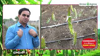 NRIలు కలిసి చేసుకుంటున్న Corporate Farming  మంచి లాభాలిచ్చే Dragon Fruit ఫార్మ్ ల్యాండ్స్ కు గిరాకీ