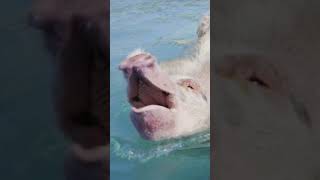 Bahamian Pigs