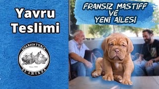 Yavru Teslimi - Fransız Mastiff ve Yeni Ailesi