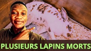 Mon expérience avec L'élevage des lapins