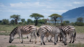 Zebras in the Wild || The Striped Wonders of the African Plains