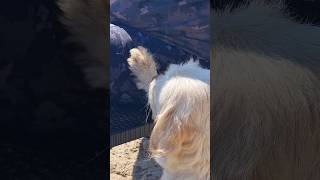 ❤️ Stray dog asking to be petted