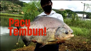 Saujana D' Rimba Fly Fishing